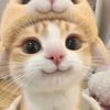 deaw3445