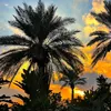 antodar.alyasry
