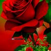 nojul.pathan
