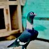 malik.kashif.mali067