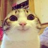 ChillGato7