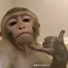 thanaphonsitthiko