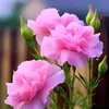 saad39772