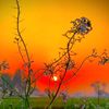 sawan.mahato3