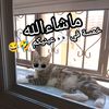 youssef.bouchareb8