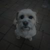 beroo_1258
