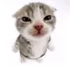 alindinha00