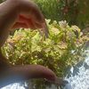 kadidja.rouabehi