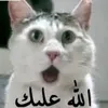 user3651179359386
