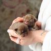 Tiny teacup chihuahua puppies