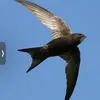 sejjil34