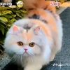 anie38437