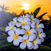 yadanar.phyoe49