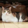 ゴ