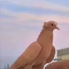 yyey.hfhfhhrh