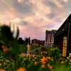 bona_fortuna2711