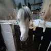 Kelsie May 🐴🏴󠁧󠁢󠁳󠁣󠁴󠁿💕