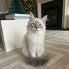 jack.the.cat31