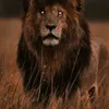 kingpbgm1