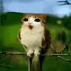 meowl.starlte