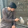 ch aviary