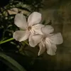 miraaa_bl