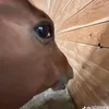 ynotcoconut18