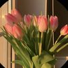nicha_25178