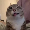nhincaiconac4