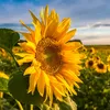 _sun_flower_18