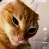 guccianapookie