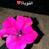shahoodaa75