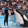 jeccica_dolphin
