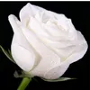 amir_a_f_86