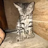 kittyctii5