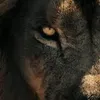 lioncrest1