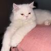 vitocorleone395