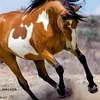 mustang92254