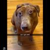 ulei_de_granola11
