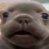 goobie