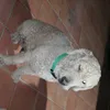 tacarnino