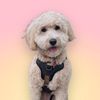 shythedood
