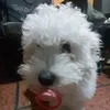 benja8683