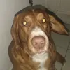 nachito2233