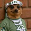 dougs.0