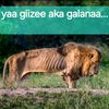 amado.mahamed.man