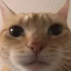 luidzy2