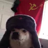 mrraccoonish