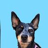 thatcattledog.lacyy