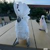 Cockatoo Chaos TV